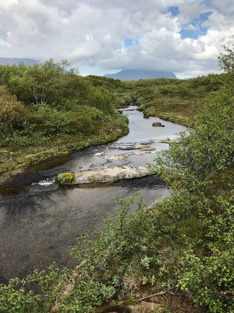 schmaler Fluss zwischen grünen Büschen