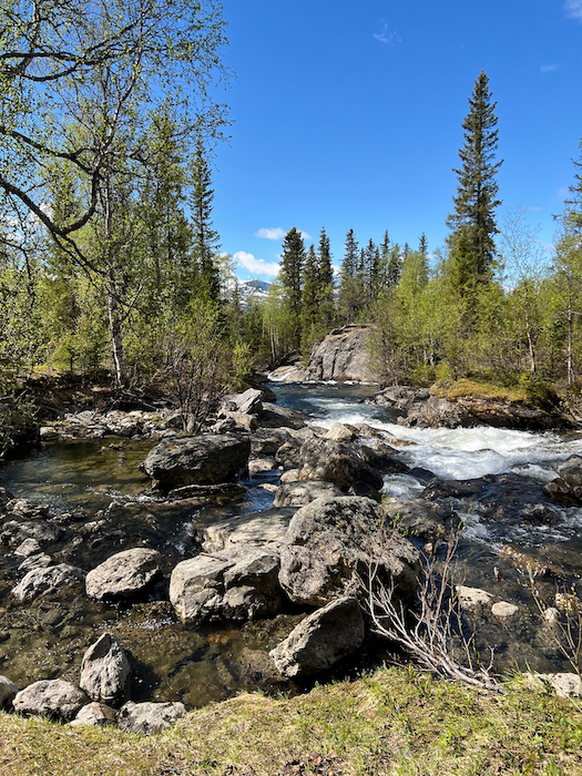 am Fluss in Kvikkjokk, viel Wald drumherum, das Wasser rauscht über große Steine, schneebedeckte Gipfel im Hintergrund