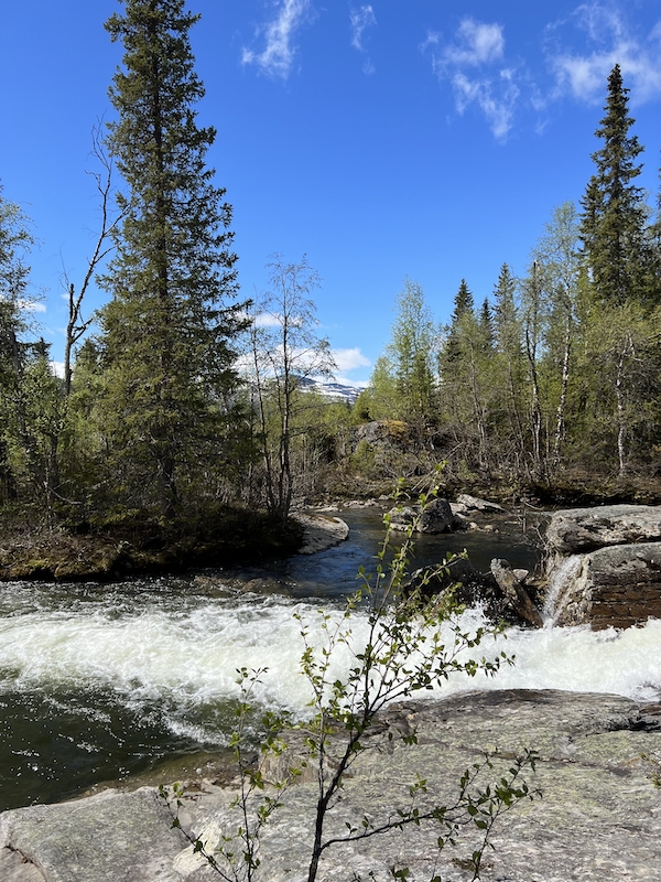 das Flusswasser rauscht über die riesigen Steine, Bäume säumen den Flussrand, am Horizont sieht man die schneebedeckten Gipfel des Nationalparks