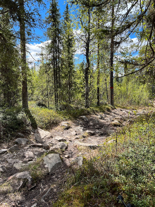 Der Wanderweg im Wald ist uneben und steinig.