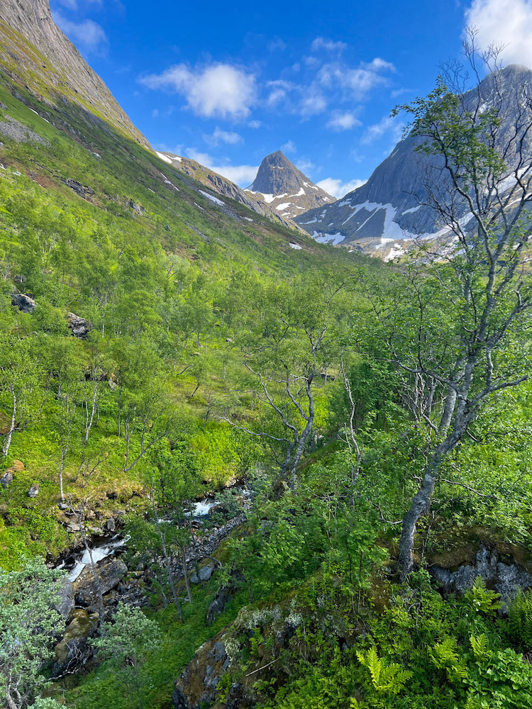 Blick hinauf ins Gebirge, unten ein Bach, Bäume und oben schneebedeckte Gipfel