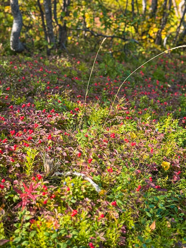 leuchtende Beeren