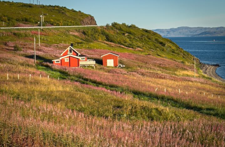 rote Holzhütten am Fjord auf herbstlich rötlich gefärbter Wiese